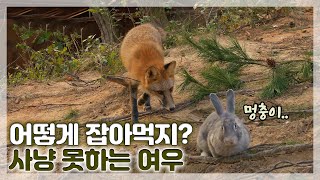 우물 안 여우의 야생 복귀 프로젝트 - 한반도의 보석 국립공원 1부 '산'