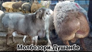 Молбозори Душанбе нархи Гусфанд Бара Буз моли майда 3 февраля 2022 г.