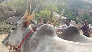 రాతన భాస్కర్ దేశపు సీమ ఎద్దుల రేట్లు | Seema bull's price's - adoni bull's market video's..