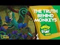 The Truth Behind Monkeys | Weird But True! Shorts