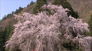 おしら様枝垂れ桜2018