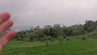 DI JUAL SAWAH PRODUKTIF BAGUS SUBUR LUAS 1600 MTR HARGA 135 JUTA NEGO DI WA: 085692384935