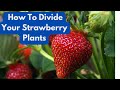 How to Divide Your Strawberry Plants without Harming Them