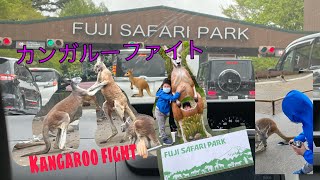 Feeding kangaroos at Fuji Safari Park (even saw a kangaroo fight)富士サファリパークのカンガルー達にエサを！カンガルーファイトも🙀