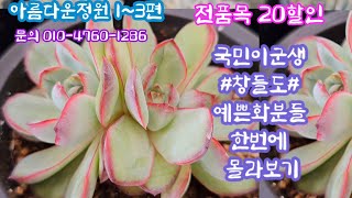 #아름다운정원1~3편#한번에 #몰아보기 전품목 20할인 *국민이군생*창다육 *가성비좋은 *예쁜화분들~~♡먼로철화 ♡하모니♡골든젤리♡잭클린♡허니핑크♡쥬피터♡달리안♡로라크론~~