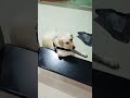 போஸ் நல்லா குடுக்குறேனு போராம doglover labradorlovers pets shortvideo 😄🤔