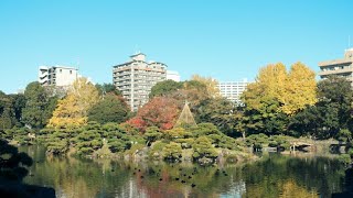 【Full HD】清澄庭園の紅葉｜Kiyosumigarden Autumn leaves（Autumn colors）｜Koto-ku Tokyo Japan