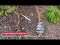 Comparing Mango Air layering from Mother Plant Clone with Soil and Cocopeat