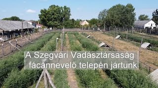 A Szegvári Vadásztársaság fácánnevelő telepén jártunk