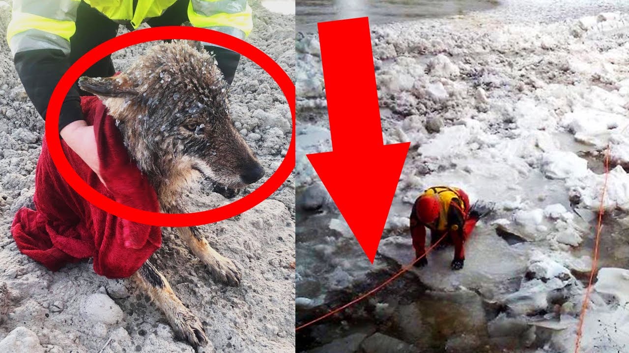 Man Rescues A ‘Dog’ From Ice And Realizes He Made A Huge Mistake - YouTube