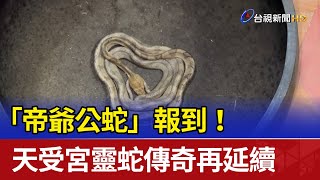 「帝爺公蛇」報到！ 天受宮靈蛇傳奇再延續