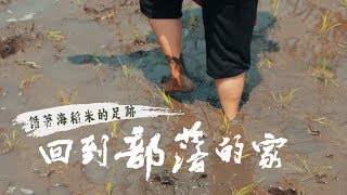 鏡食旅》循著海稻米的足跡　回到部落的家