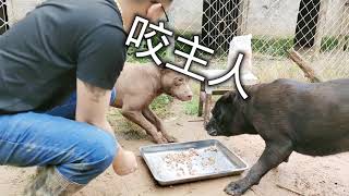 比特犬面对冻干肉彻底失控，猛犬口中夺食，会咬狗主人吗