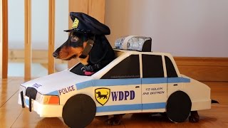 Dachshund "Cops & Robbers" - Crusoe & Oakley Dachshund