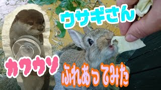 【可愛い】動物たちと触れ合ってみた【香川】interacted with cute animals