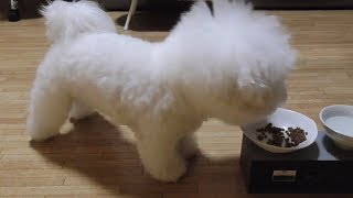 夜ご飯！カリカリは嫌いな犬！ビションフリーゼ