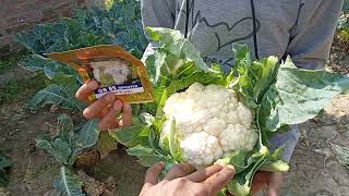 March and April me harvesting ke liye gobhi ki best seeds syngenta ki lucky and GS 85 cauliflower