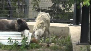 2014年6月29日　旭山動物園　シンリンオオカミ１