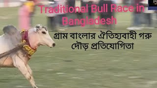 বাংলাদেশের ঐতিহ্যবাহী গরু দৌড় প্রতিযোগিতা ২০২৪।Traditional Bill race in Bangladesh. Binodon shawon24