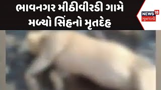 Bhavnagar Forest News: ભાવનગર મીઠીવીરડી ગામે મળ્યો સિંહનો મૃતદેહ  | Lion | News18 Gujarati