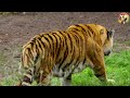 wild animal sounds cow horse duck dog cat elephant hen animal videos