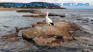 My Birthday Stork returns