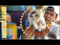 Suasana pagi di tempat adopsi kucing&anjing bandung