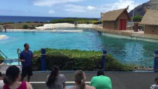 Sea Life Park Hawaii Dolphin & Wolphin Show