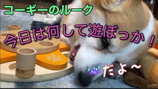 【コーギー犬】脳トレ/お片付けをするコーギーのルーク