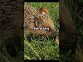 meet france s cutest animal the adorable european hedgehog