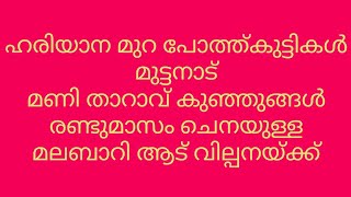 ഹരിയാന മുറ പോത്ത്കുട്ടികൾ/മുട്ടനാട്/മണി താറാവ് കുഞ്ഞുങ്ങൾ/രണ്ടുമാസം ചെനയുള്ള മലബാറി ആട് വില്പനയ്ക്ക്