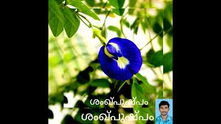 വേലിയിലെ നീലപ്പൂവ് ഒരു അദ്ഭുത മരുന്ന്, #clitoria ternatea albaശംഖ്‌പുഷ്പം Kerala Flowers #Shorts