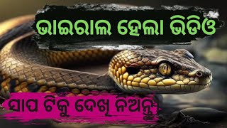 ଭାଇରାଲ ହେଲା ଭିଡିଓ।ଆପଣ କେବେ ଦେଖିନଥିବେ। ଏହି ଭଳିଆ ସାପ#facts#odiamedia#ipl#seank#shreenews