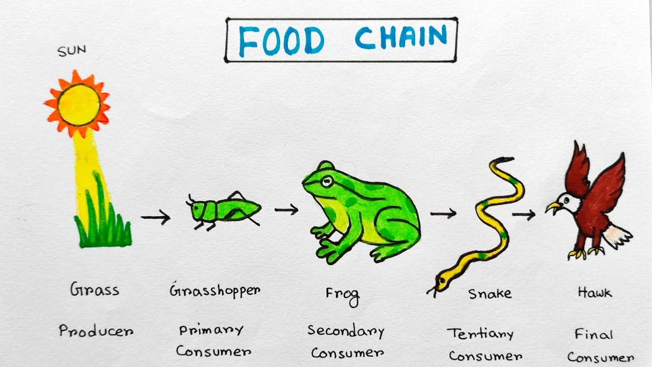 Simple Food Chain For Children