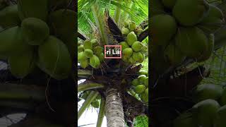 Top 10 Coconut Producing Countries in the World