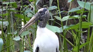 Wood Stork Fishing UHD 4K FYV