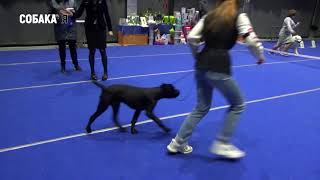 Кане корсо. Выставка собак Старая охота 30.05.21 Собака я. Cane corso. Dog Show