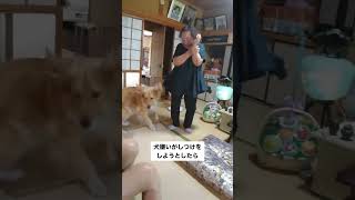 犬嫌いがしつけをしようとしたら… #犬　#ゴールデンレトリバー　#大型犬　#可愛い犬 #shorts