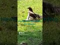 hawk kills iguana by using skateboarding technique predator prey birdsofprey hawk iguana