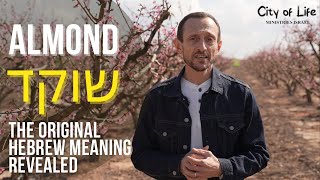 Biblical Hebrew Meaning Of Almonds