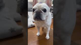 【衝撃】パパの靴下と一緒に洗濯　#ぶるふぁみのアビー #フレブル #フレンチブルドッグ #frenchbulldog #フレブルライフ #鼻ぺちゃ #ペットおもしろ動画 #わんこ