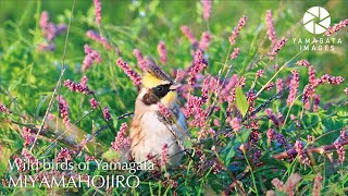 ミヤマホオジロ Wild birds of Yamagata