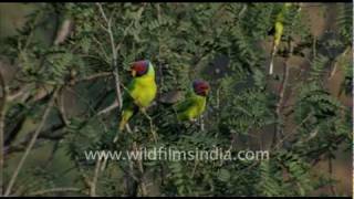 Blossom headed Parakeets in Jaisamand, Rajasthan