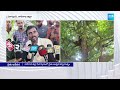 pithapuram farmer protest on tree for flood compensation pawan kalyan @sakshitv