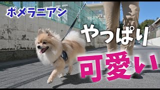 【ポメラニアン3歳5ヶ月♂】 カムイの散歩です#pomeranian#ポメラニアン#ペット#愛犬#dog