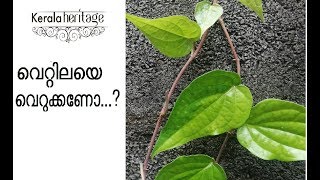 Top Medicinal Benefits Of Betel Leaves | തുളസിക്കൊടി വെറ്റില | Kerala Heritage |