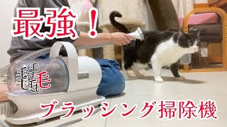 【最強！抜け毛対策】ブラッシング掃除機を犬と猫に使ってみたら...【ペットグルーミングセット】