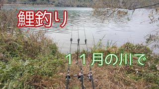 【#鯉釣り】川の鯉達のようすを伺ってきました