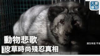 動物悲歌 皮草時尚殘忍真相｜大愛新聞 @DaaiWorldNews