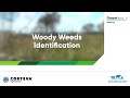 Why Control Woody Weeds - Identification